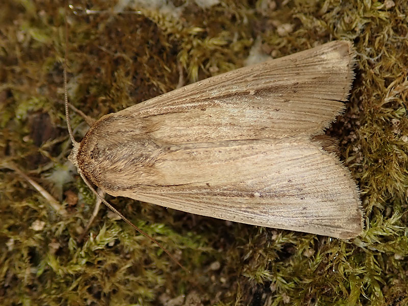 falene da identificare: cinque